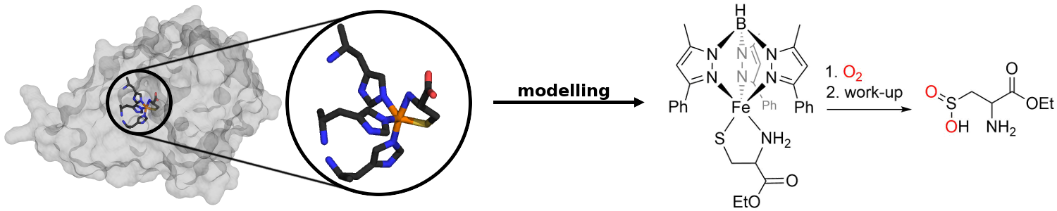 Cysteine Dioxygenase Modelling