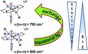 a bioinspired oxoiron motiv supported on a n2s2 macrocyclic ligand.gif