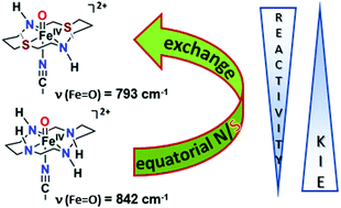 a bioinspired oxoiron motiv supported on a n2s2 macrocyclic ligand.gif