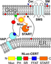 BRET concept new_300.png