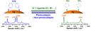 kneipp.png