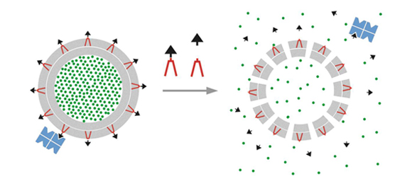 liposomes 1