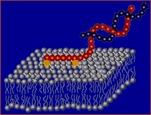 nucleolipids1.jpg