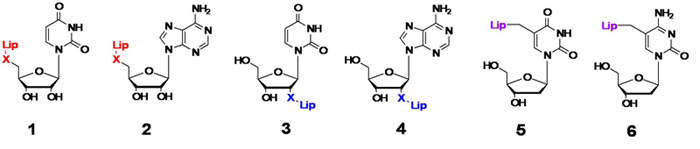 nucleolipids2.jpg