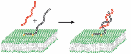 nucleolipids4.jpg