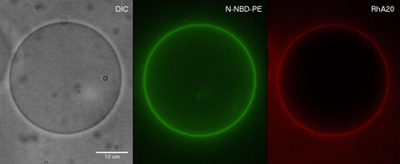 nucleolipids5.jpg