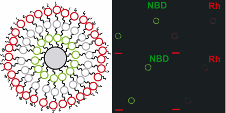 nucleolipids6.jpg