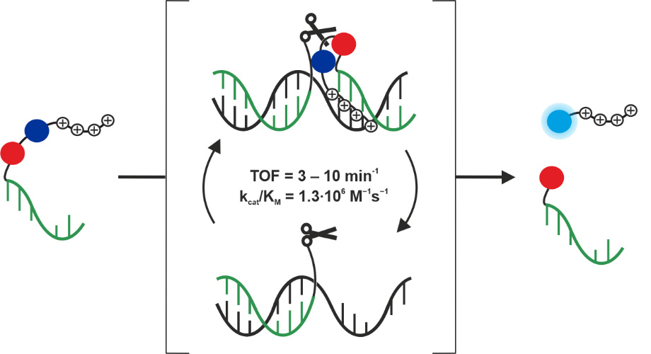 JACS-2022_Dino-Magdalena.jpg